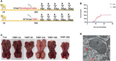 Nephropathogenic Infectious Bronchitis Virus Mediates Kidney Injury in Chickens via the TLR7/NF-κB Signaling Axis